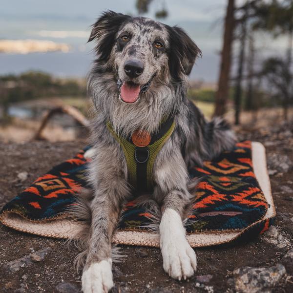 Dog Sherpa Fleece Waterproof Blanket